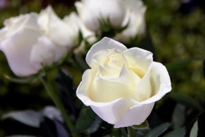 funeral homes in New Providence, NJ